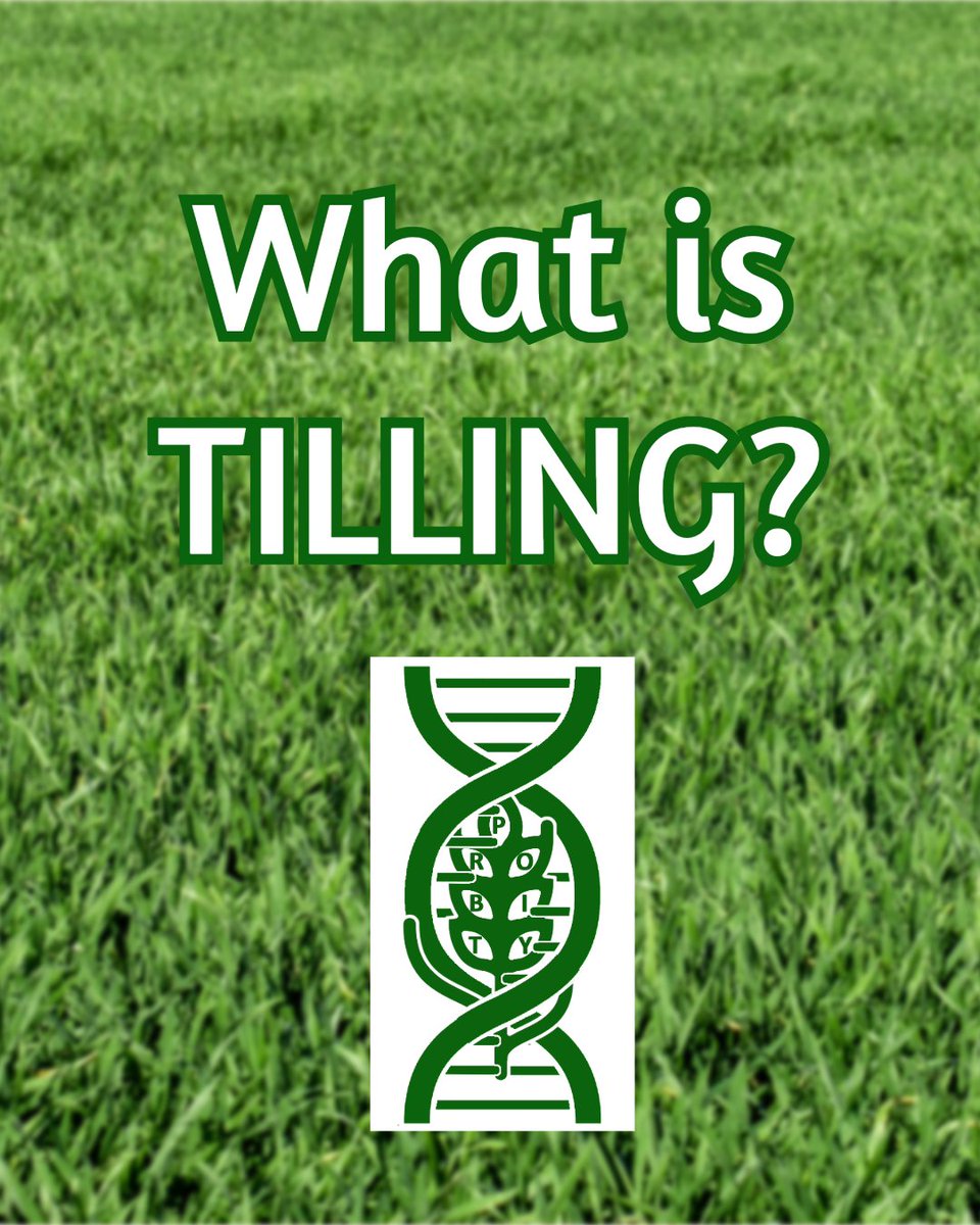 🔬 You’ll hear us talk about TILLING a lot in PROBITY. But what does it mean?

TILLING = Targeting Induced Local Lesions in Genomes.

It’s a method scientists have used since the mid-20th century to help identify useful traits in crops.
