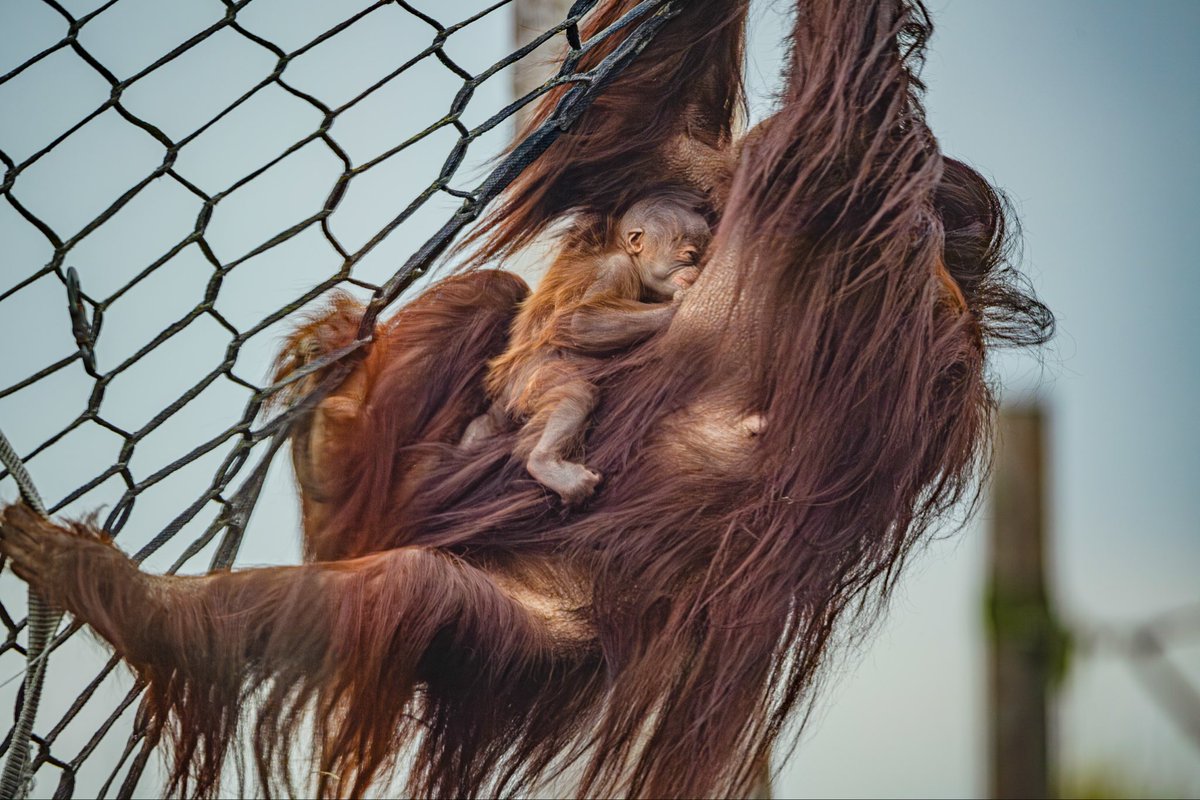 Chester Zoo tweet media