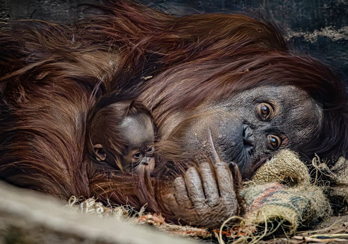 RARE BORNEAN ORANGUTAN BORN!🧡

Just look at how the little one clings to new mum Leia 🥰

This birth is a vital step forward in preventing the extinction of these critically endangered great apes🦧
