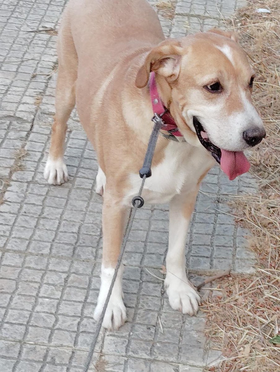 Madrid...muy muy urgente!
Su dueño ha fallecido y se ha quedado solito. La madre del fallecido no puede hacerse cargo sintiéndolo muchísimo porque es una persona mayor.
Tiene aproximadamente 3 años, vacunas al día y tiene chip. Es muy muy bueno.
Si alguien le quiere adoptar