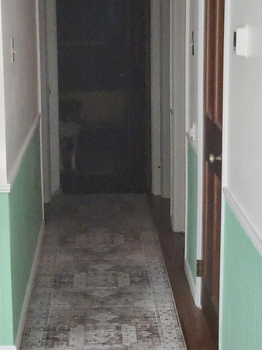 Buggz will chase deer and vultures 3-4 times her size out of the yard. She will start fights with dogs twice her size. She will hide in her room and stare at you if you run the dishwasher.