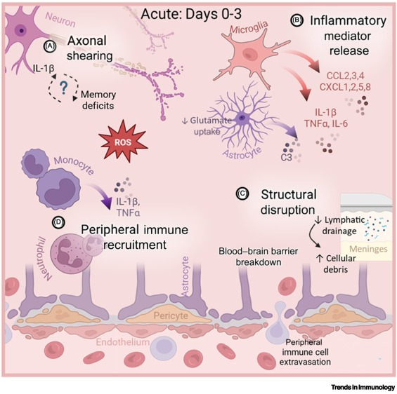LabWaggoner's tweet image. Review @TrendsImmuno Neuroimmune dynamics and cytokines in traumatic brain injury
cell.com/trends/immunol… @GodboutLab_OSU