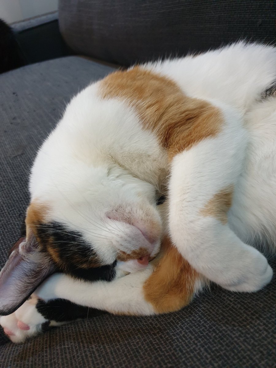 Pirate🐈 tweet media