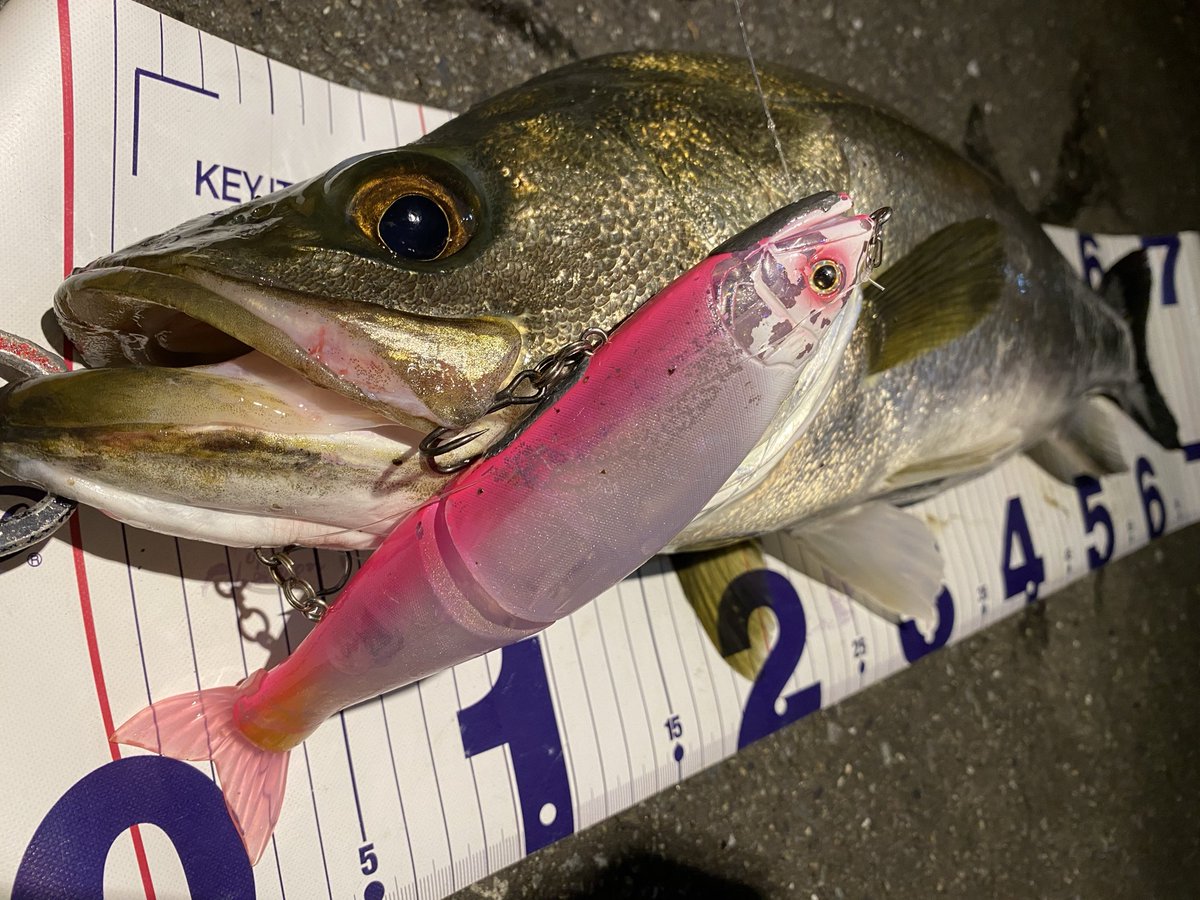 i_01222's tweet image. コノシロが逃げる挙動をした暗部に、ジョイクロを動かしながら入れて、止めるとドン🔥

コンディション抜群のシーバスでした🥰

fimoオリカラホイップベリーはよく釣れる🫶

#fimoフィールドテスター
#fimoオリカラの秋2025
#シーバス
#東京湾奥