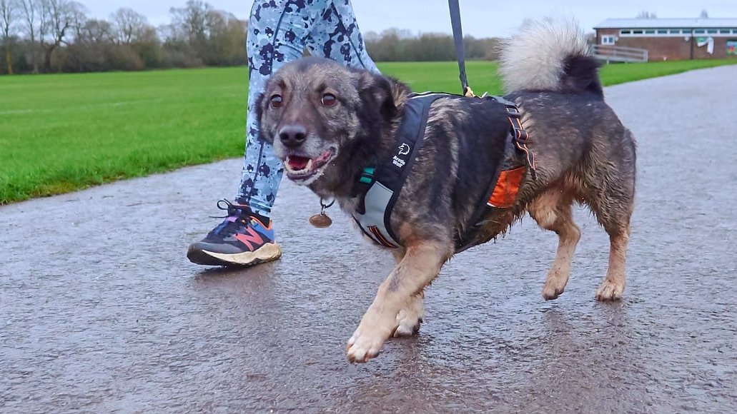millypod1's tweet photo. ๐22 OCT 2025 #Lost Dobbie #ScanMe
Cross Breed Male
Jarvis Street #Eckington #WR10
County: #Pershore #Worcestershire
Ran after scare from fallen over metal sign & spooked further by air balloon. Ran into area of village not familiar with but close to home
https://t.co/oLzit65m84 https://t.co/dafBexDVXU
