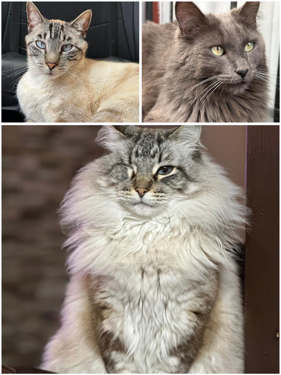 MORTAL KAT ♥️♥️♥️