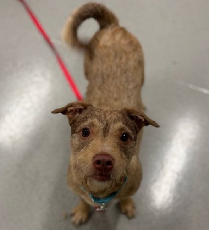 Coco 235760
Kill Command 
#NYCACC #RescueOnly 
She is a cute 4 yr old
In prior home, loved to sleep &amp; run &amp; be near her people
Was recently adopted &amp; ret'd after bite incident in park when child pulled on her collar 
Needs exp all adult home 
Save Coco!
#Pledge4Rescue #foster