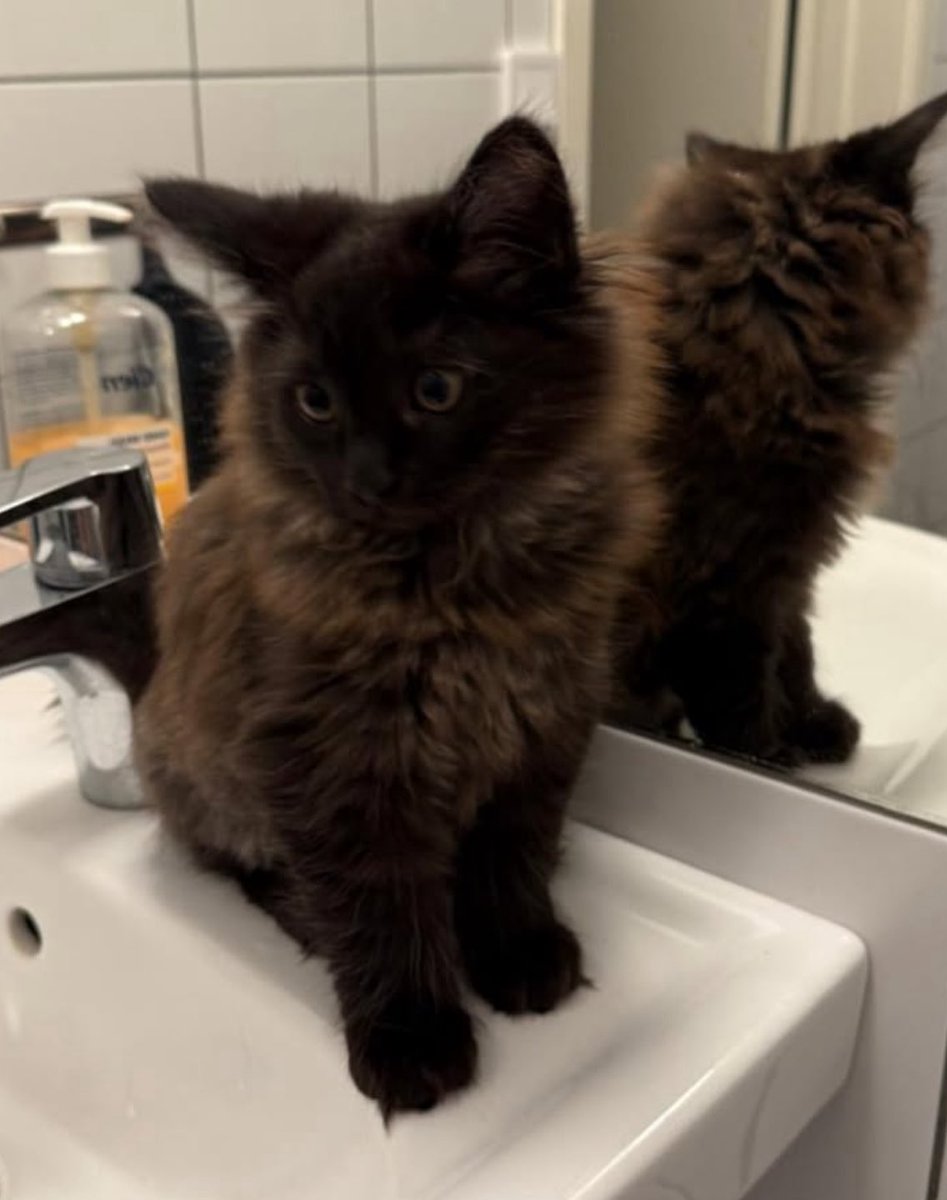 dnya 𝜗𝜚 tweet media