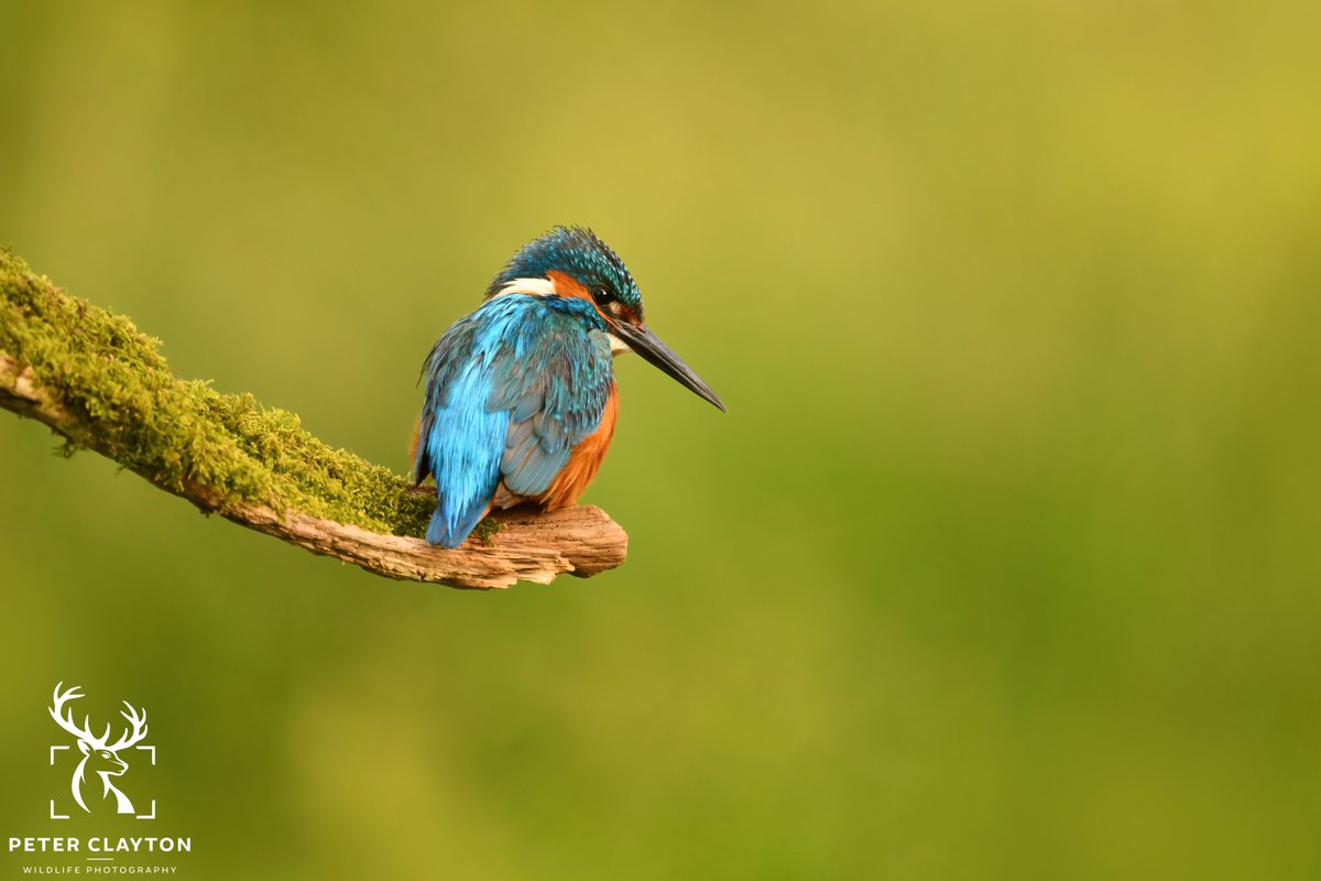 A kingfisher perched on the mossy branch. By ensuring the background is clean this limits any unwanted distractions. Some say I have a distinct photography style, judging by this shot, I would agree. These are the kinds of images I always aim to capture whenever possible