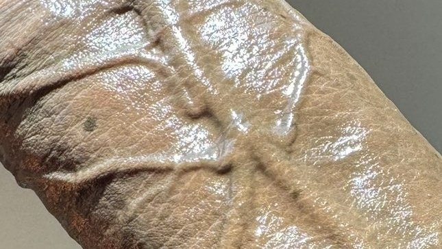 عروق زبي نافره