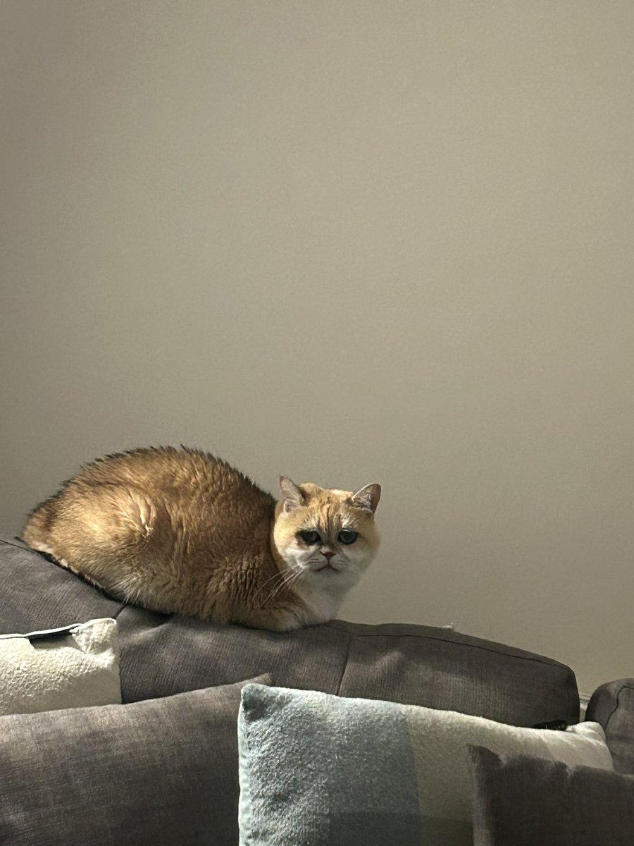 mimybug's tweet image. we call this her sulking corner