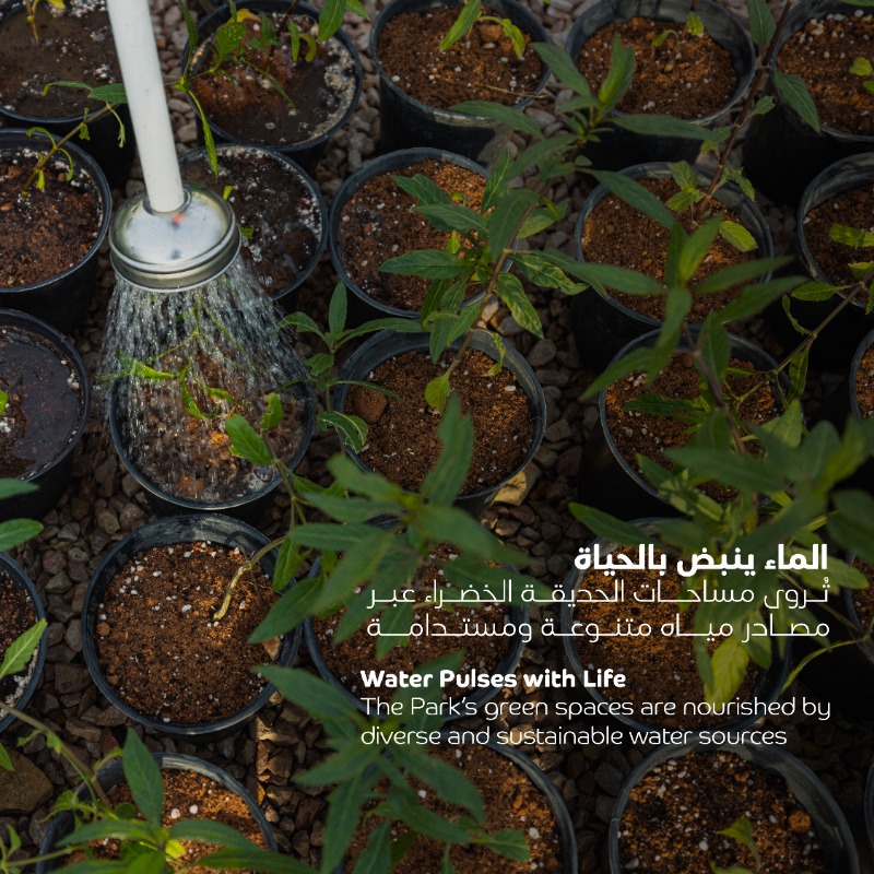 KingSalmanPark's tweet photo. لأجل مستقبل أنقى🌳
في #حديقة_الملك_سلمان، نكتب رواية خضراء في قلب الرياض النابض بالحياة.
#اليوم_العالمي_للعمل_من_أجل_المناخ
Towards a purer future 🌳
At #KingSalmanPark, we are marking a green story in the beating heart of Riyadh.
#WorldClimateActionDay