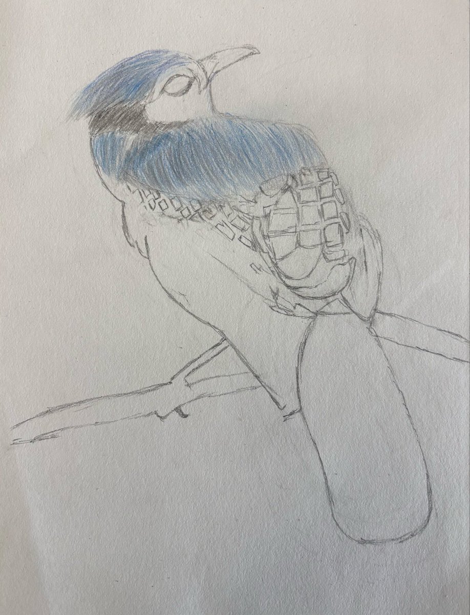 通过画画我知道了自己是一个超级小气鬼，这张蓝松鸦还没有画完就已经舍不得卖了。我怎么这么小气？没救了！

Through painting, I’ve realized that I’m an incredibly stingy person. I haven’t even finished this blue jay yet, and I already can’t bear to sell it. Why am I so stingy? There’s