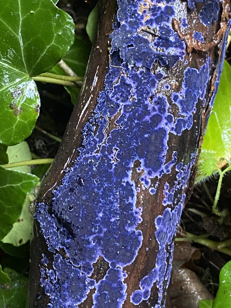 Always spectacular, the amazing Cobalt Crust fungus (Terana caerulea). In a South Wales woodland 23/10/25 #fungi