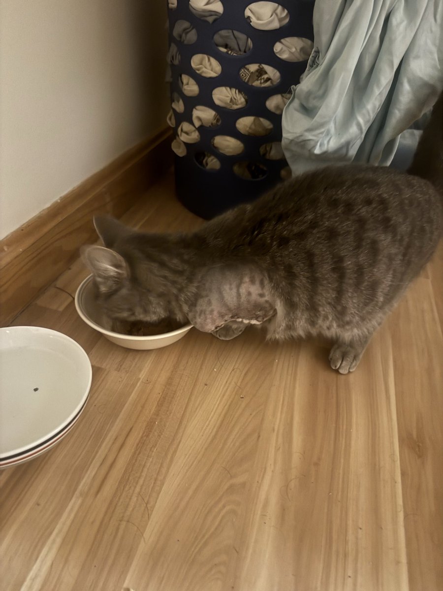 BreatheFreeP's tweet photo. Hey everyone. This is Prospera! Her arm was severely messed up when I found her. Tail too. She needed her arm amputated. It was $1200. I barely had the money so I called upon my community and everyone donated about $900. Now Prospera is super energetic and healing great! https://t.co/3oENmYcMwX