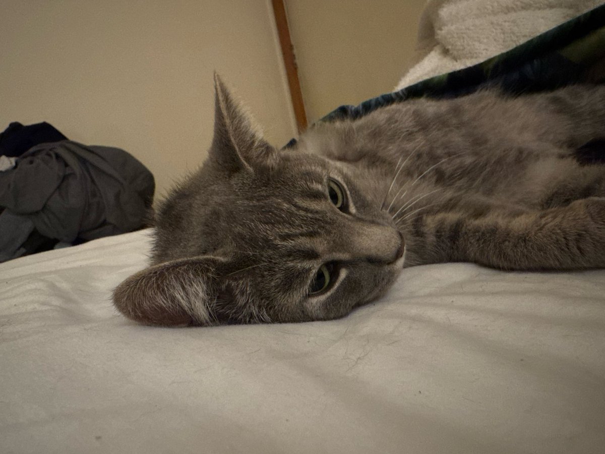 Hey everyone. This is Prospera! Her arm was severely messed up when I found her. Tail too. She needed her arm amputated. It was $1200. I barely had the money so I called upon my community and everyone donated about $900. Now Prospera is super energetic and healing great!