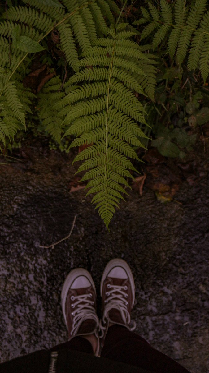 livesinostalgia's tweet photo. ekim’25
arhavi / artvin 🌿 https://t.co/Op2gNDfPYc