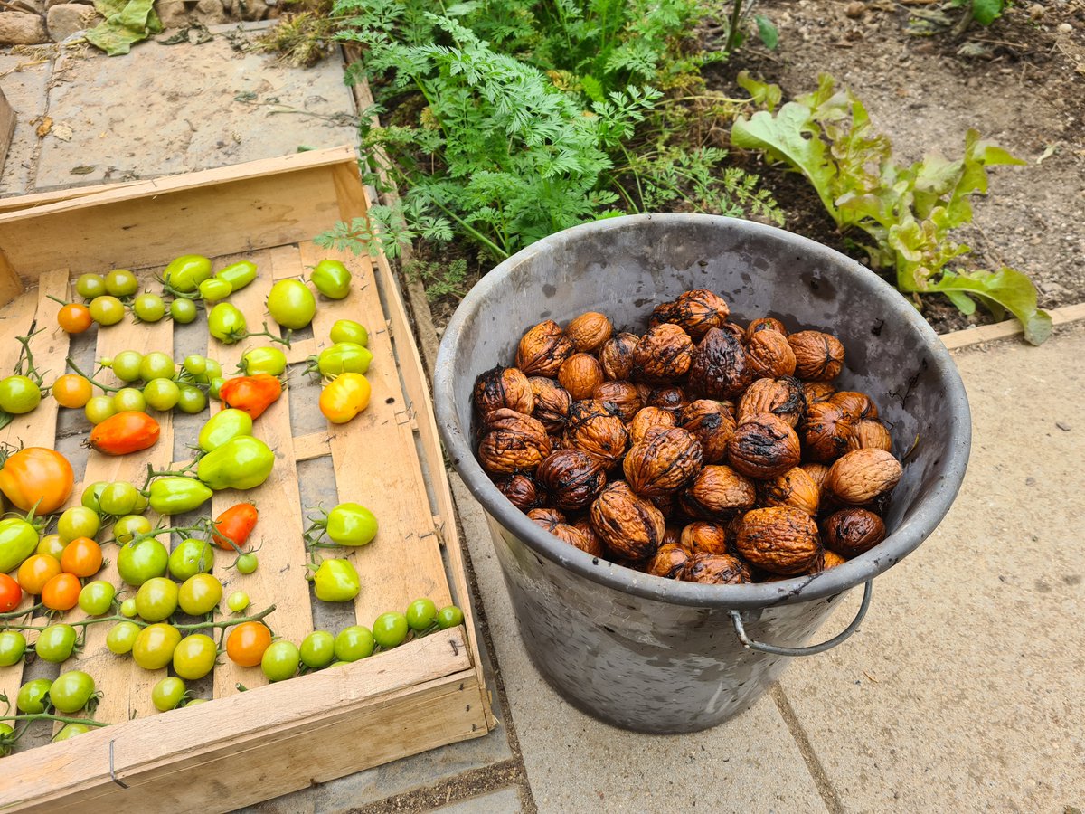 Heerlijkheyd's tweet image. Door de #storm zijn eindelijk de #walnoten van de laatste walnotenboom naar beneden gekomen en na 350 noten geraapt te hebben vond ik het wel genoeg, de rest is voor de vogels en eekhoorntjes.
#Frankrijk #PuyDeDôme