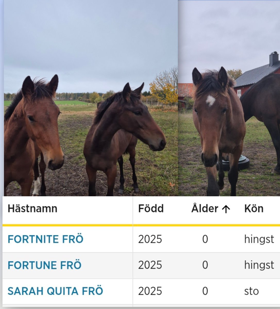 Stall Frö tweet media