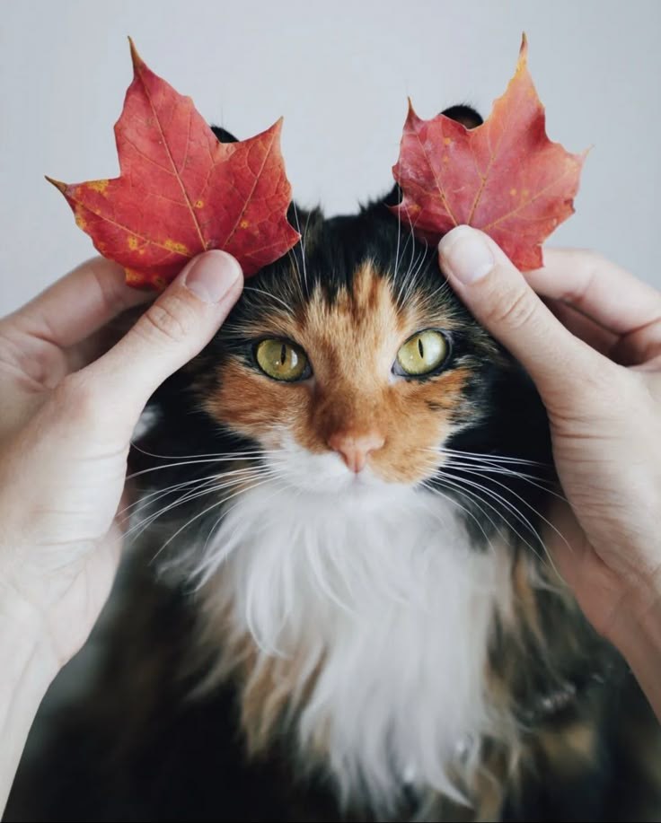 Wulfie  Viking Cat (@vonebowly) on Twitter photo 