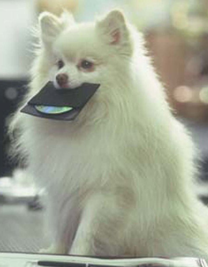 userofwords3's tweet image. “What do you mean they’re sending me back as a DOG?” The iconic worldwide hit starring GARY BUSEY and OZ PERKINS in QUIGLEY, ONE of the TOP 20 CHILDREN/FAMILY FILMS OF ALL TIME, FREE @Tubi TV, FAWESOME TV, YouTube, Dove Channel, Amazon, Shoreline, Blue Sky, Future Today