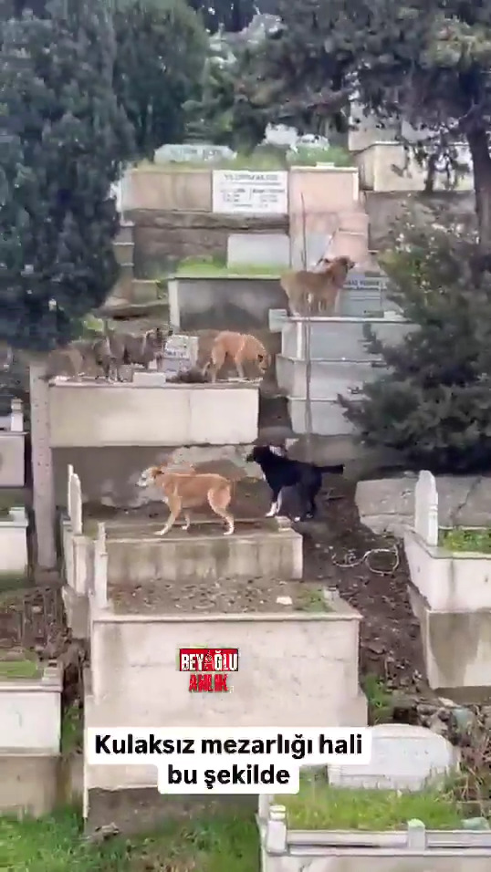 İstanbul'da bulunan İngilizlerin ve Türklerin mezarı kıyaslandı:

🇬🇧 Haydarpaşa'daki İngiliz Mezarlığı: Düzenli, yeşillikli, temiz.

/

🇹🇷 Beyoğlu'ndaki Türk mezarlığı: Bakımsız ve toprağı kazan başıboş köpeklerle dolu.