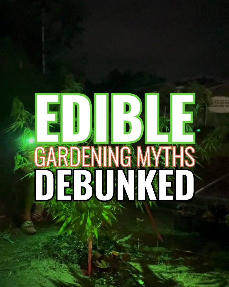 xshackai's tweet photo. Edible myths = busted. 🚫🌱
✅ Don’t double-dose.
✅ Be patient.
✅ Every type has its own trip.

Consider this your guide to edible gardening made simple — brought to you by XShack, where your cannabis journey actually makes sense. https://t.co/pNF8YMYsv9