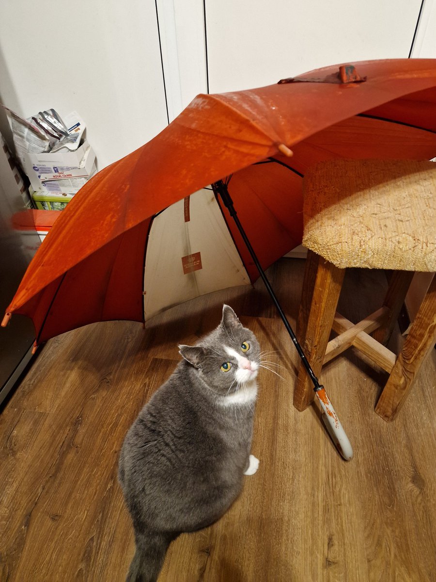 Sāpe vienā cēlienā.
Nabaga istabas kaķītis, kuru nelaiž ārā un kura sāpošā dvēsele āriņu vismaz var sajust no slapja lietussarga 😁.
Ze pain, ze ņau.