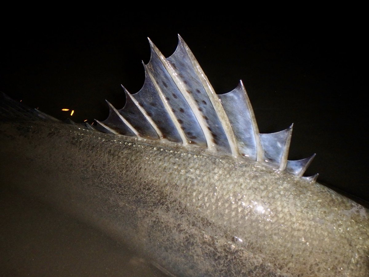 時の怪魚 時の怪魚 時の怪魚 時の怪魚 ZX太刀魚 | 株式