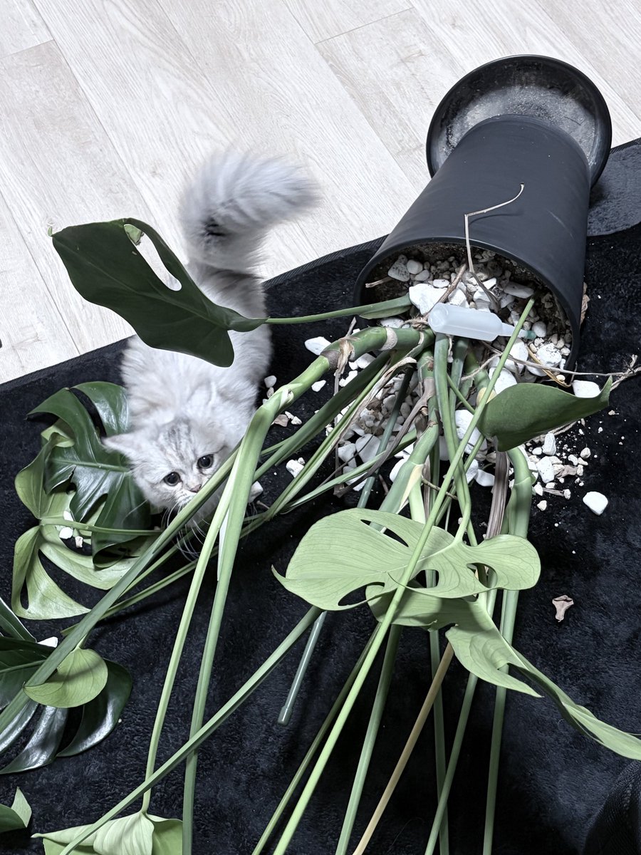 doku_ruby's tweet image. 鉢も倒せるようになって
大人猫になったね！えらい！😺😺