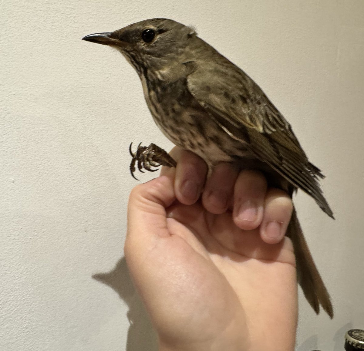 George Gay tweet media