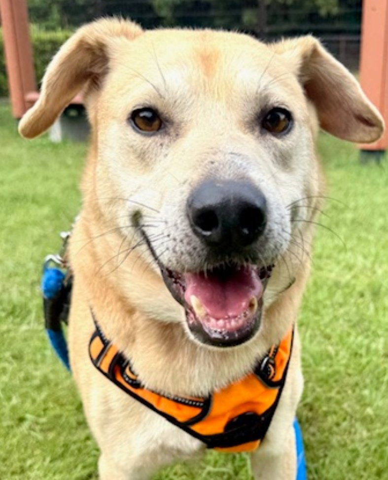 ふぁふあ 超美品erva 廃盤レア！エルバドッグ meg8888 on X