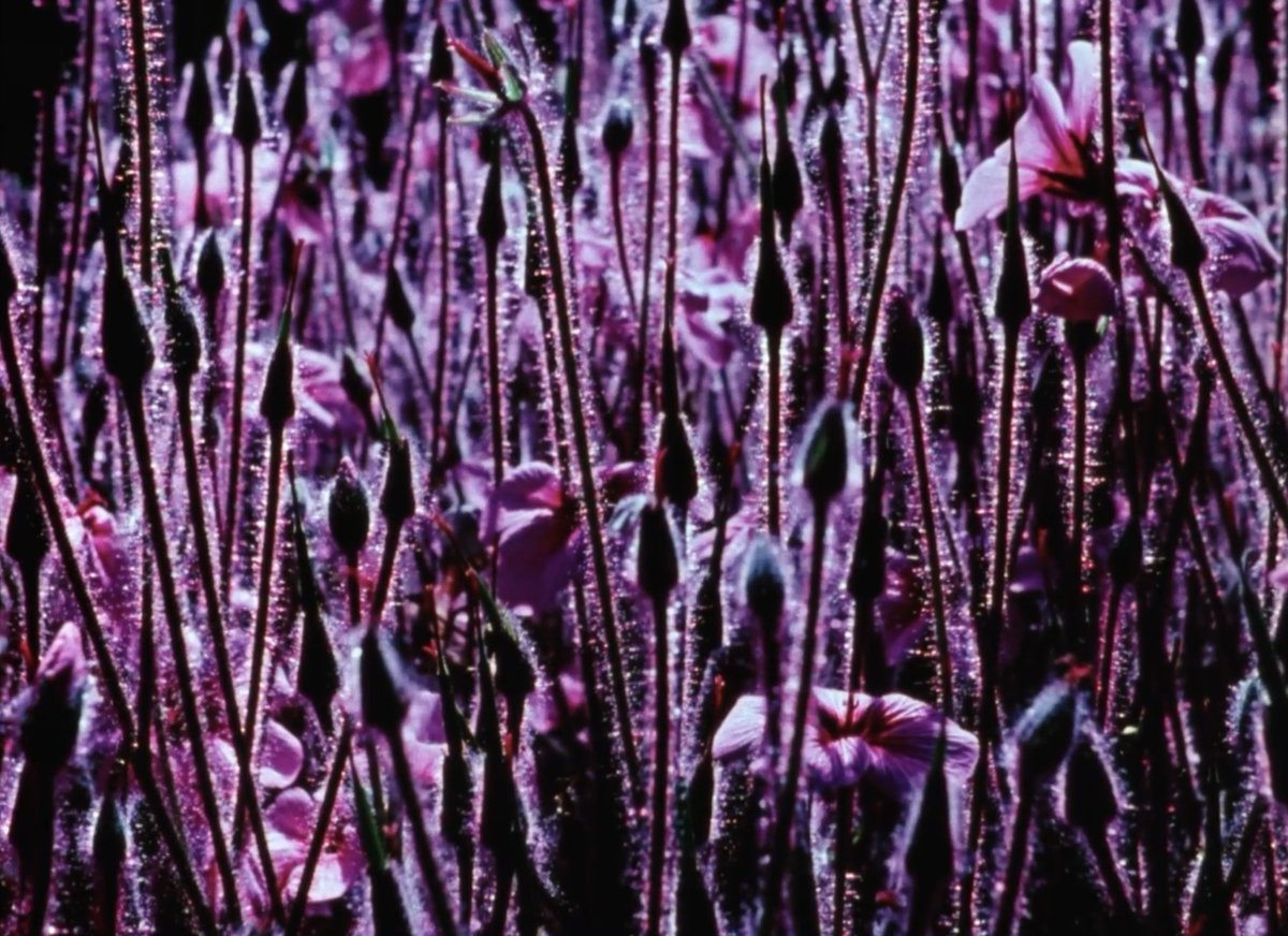 El Cuarto Acto tweet media