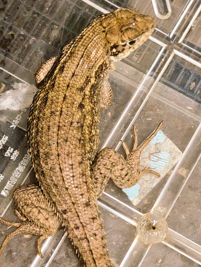 爬虫類・両生類専門店レプティリカス on X