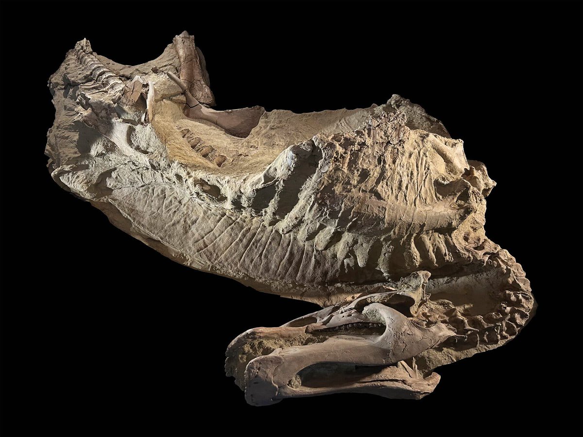 TheBioBob's tweet image. Two new Edmontosaurus skeletons with preserved skin just got published by Paul Sereno and collegues. They had a fleshy scaly crest over their back and hoofed feet!
I was lucky enough to see the specimens last summer. The publication is open access:
science.org/doi/10.1126/sc…