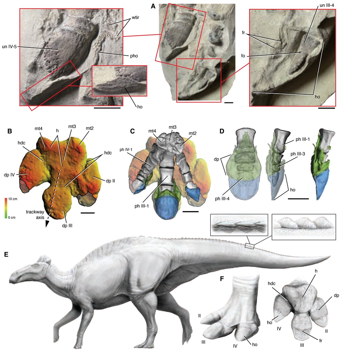 TwitiGalli's tweet image. Linha média carnosa e cascos de dinossauro bico de pato revelam uma “mumificação” terrestre em molde de argila science.org/doi/10.1126/sc…