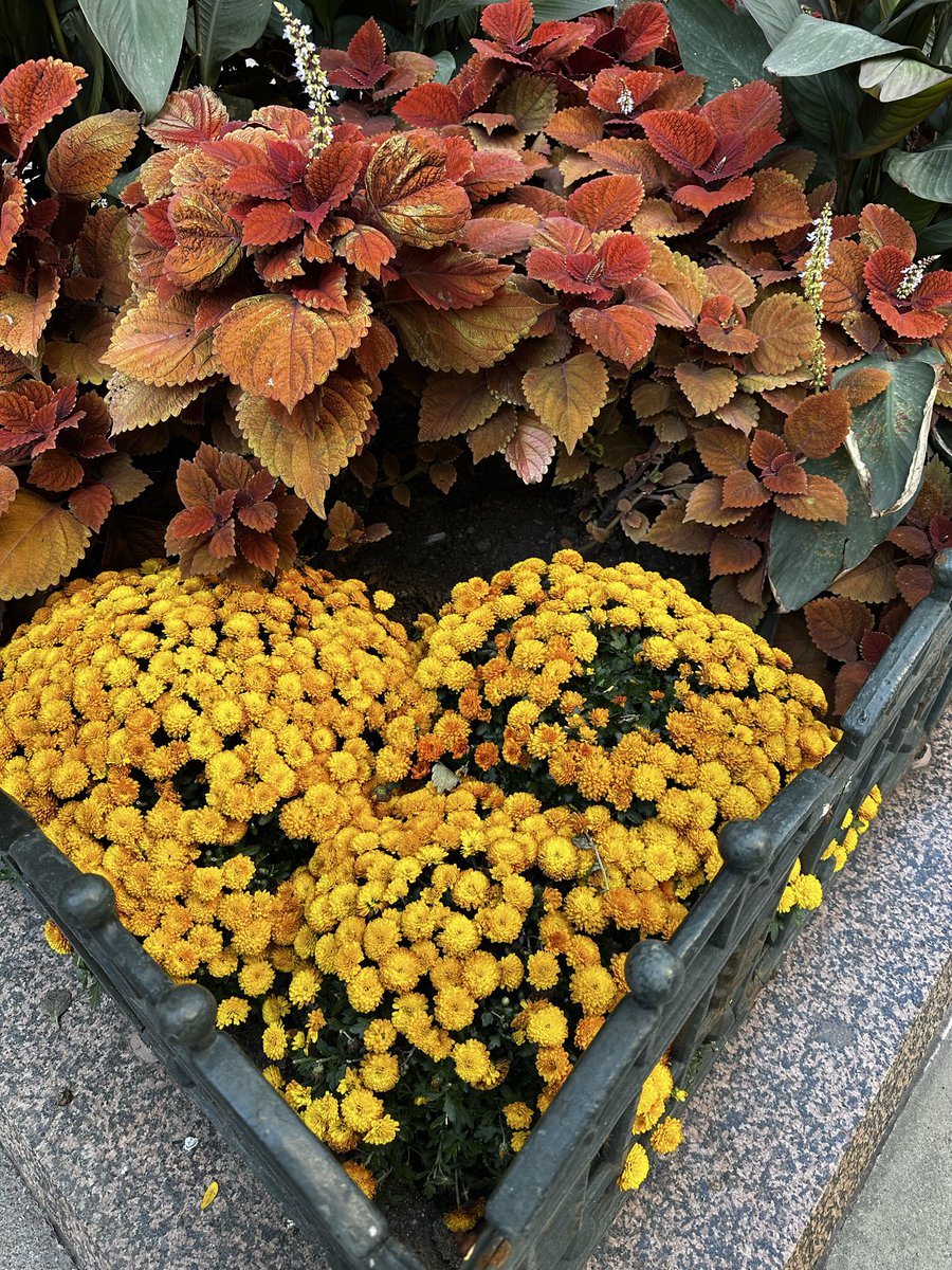 davidjudegreene's tweet photo. #chicagofall #chicago #chicagogram #chicagobusiness #fall #fallcolors #chicagophotographer #autumn #fallinchicago #chicagoland #chicagoweekend #chicagoparks #chicagoautumn #fallvibes #chicity #chicagoculture #davidjudegreene https://t.co/aoZ4QJH2hk