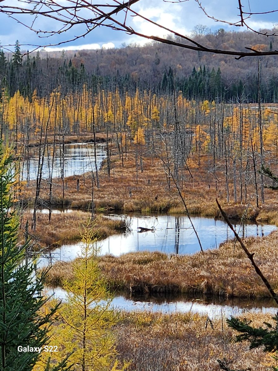 'Golden Encore'. EdgeOfAlgonquin camp.