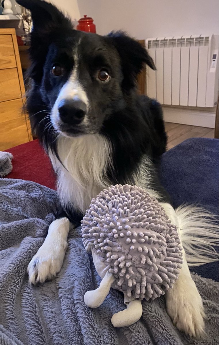 Stormy weather &amp; rain so shorter walks today. Instead we are playing with hedgehog!