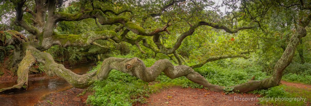 Here's a panoramic shot I took of the Dragon Tree on the Isle of Wight, impressive isnt it?!