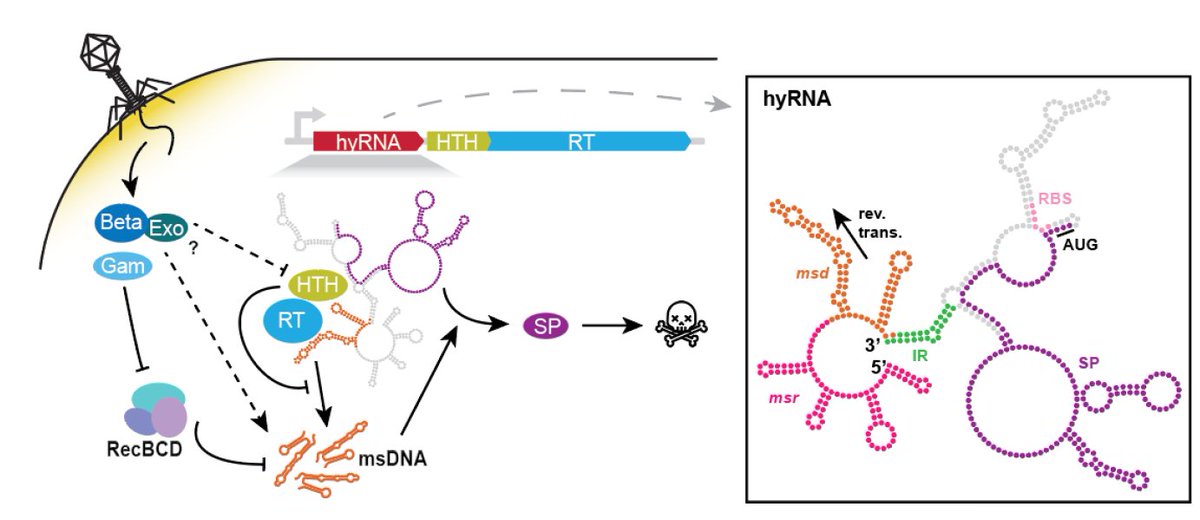 seth_shipman's tweet image. Been working on a really strange retron bacterial immune system, here's the preprint: biorxiv.org/content/10.110…
Type VI retrons are unlike any other. Phage infection triggers reverse transcription of a DNA fragment that activates translation of a toxin to kill the infected cell.