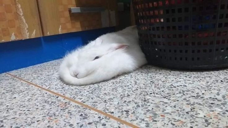 ShoutingHare's tweet image. Fell off the face of media for while, was a nice break... Might extend it abit.