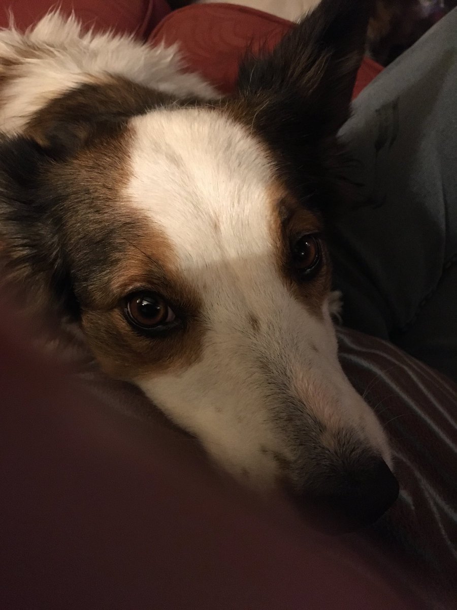 Is my birfday today but I bin feeling a bit poorly so have mostly been haffing snuggles 🥰