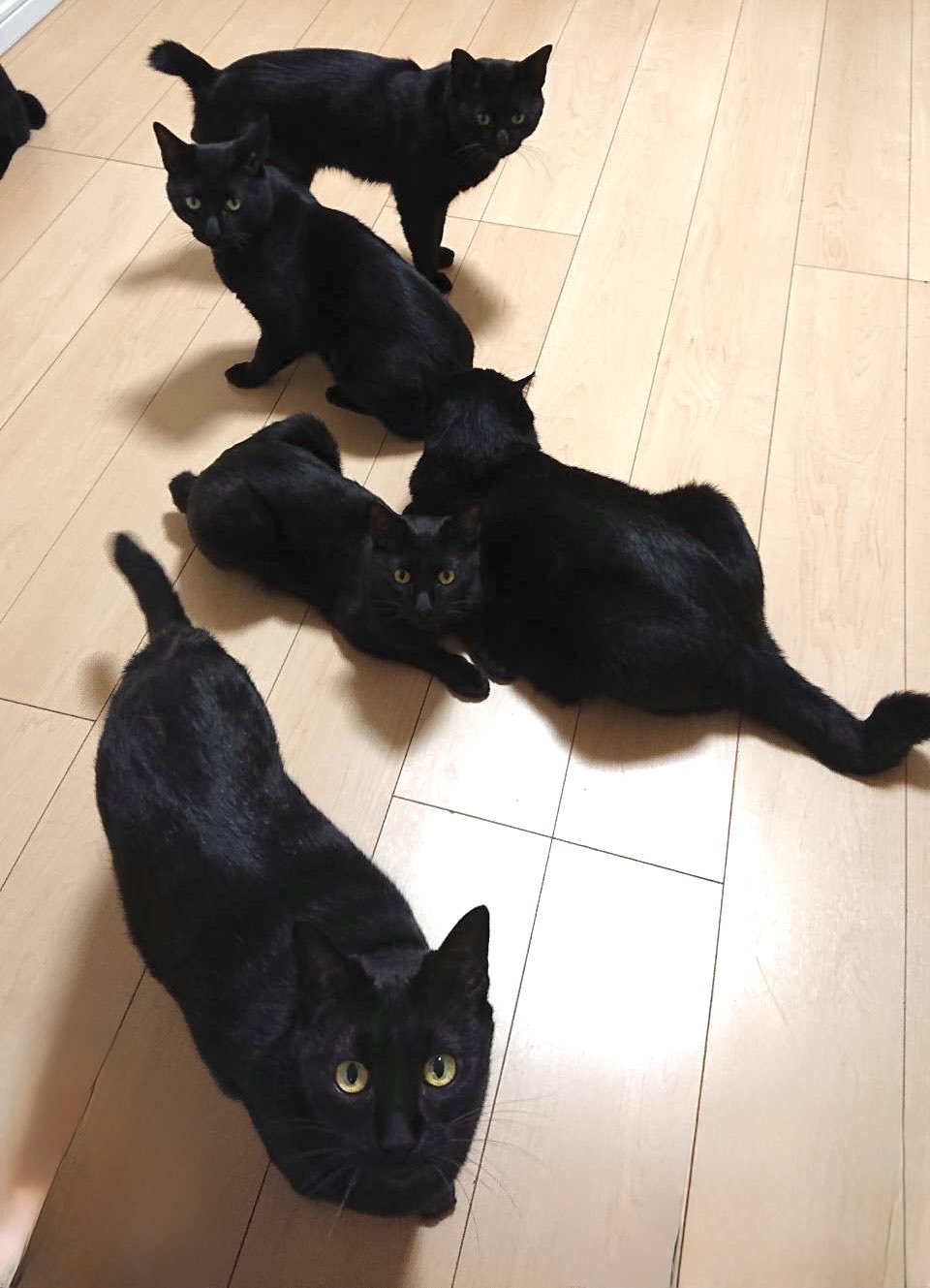 黒猫 じゅうはんちゃん、靴下に穴が🧦 …って、全身タイツでしたね