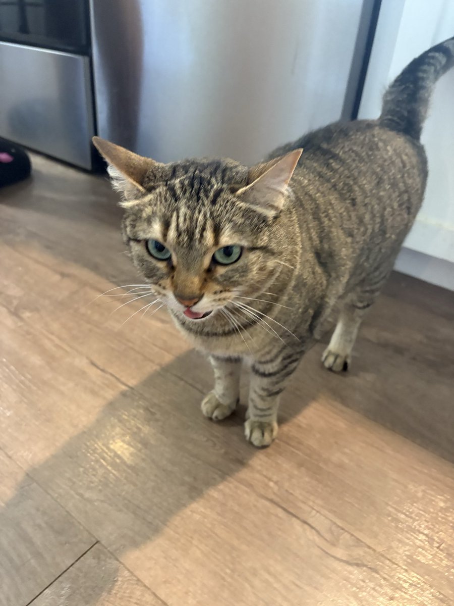 Kiwi_9908's tweet image. Visiting my best friend’s cat and she’s trying her best to explode me with her mind