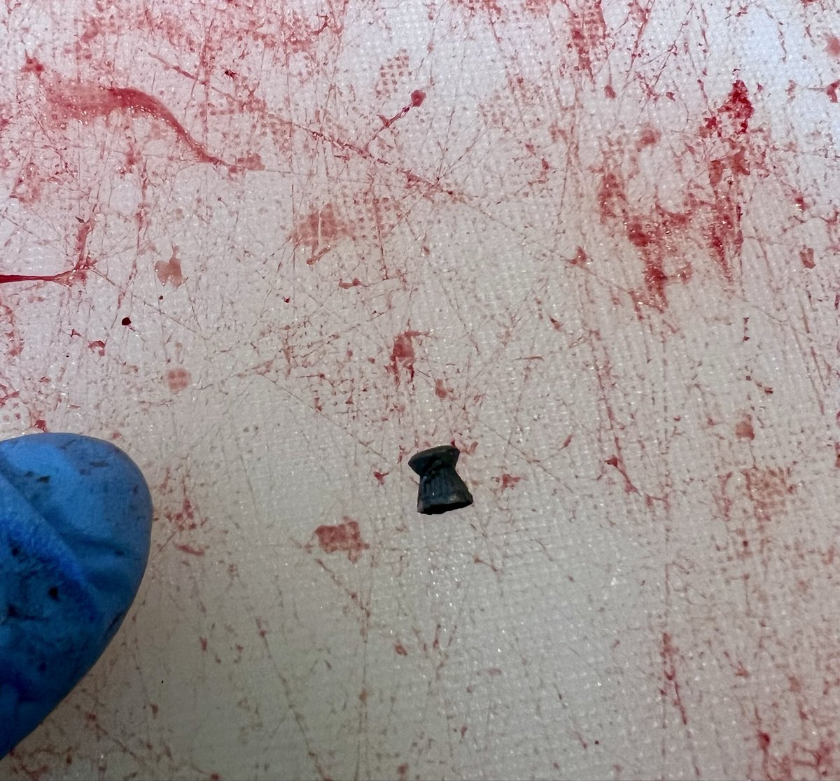 bushcamp2's tweet image. My wife &amp;amp; I finished processing the deer I got last night &amp;amp; I found this pellet from a pellet gun imbedded in the rear muscle. Whenever I think I can’t lose any more respect for human beings, I’m proven wrong.