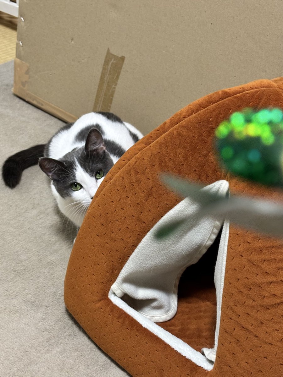 mochihachi_zawa's tweet image. 狙っています

#野良猫 #保護猫　
#今日のもーちゃん