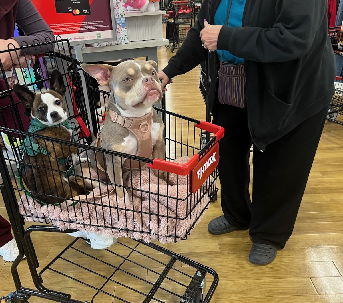 stephscip's tweet image. Paws, Produce, and Public Health More pets are showing up in grocery carts — and customers are split between compassion and cleanliness. #HappyCaturday #Saturday #SaturdayThoughts #pet #pets #cat #cats #dog #dogs #quotes #IFB #Hedgewatch #CatsOfTwitter #DogLife #PetJoy…