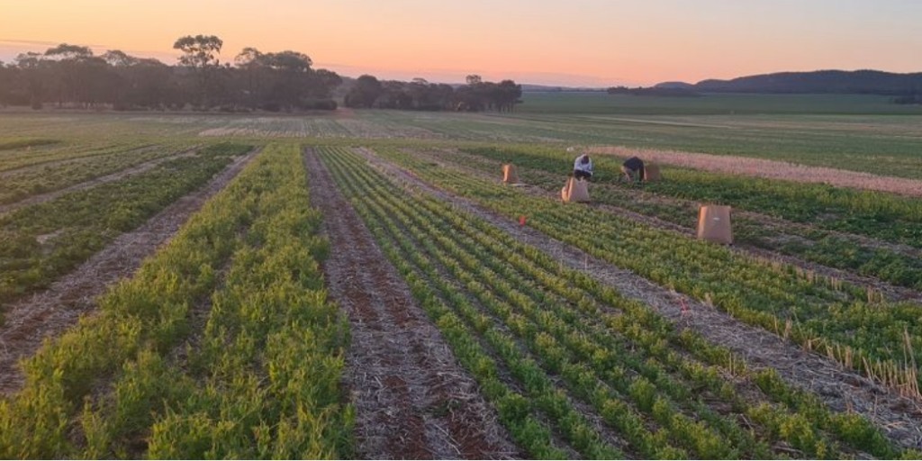 theGRDC's tweet image. Are #herbicide residues affecting your next season’s crop?

Through GRDC investments, @nswagriculture, @SoilCRC &amp;amp; @SCUniversity researchers are working to improve how we detect &amp;amp; manage herbicide carryover before sowing.

The project is testing new ways to measure &amp;amp; model