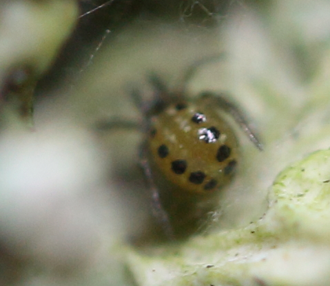 A rather small spider found in a bit of the lichen Evernia prunastri in April 2011 at <a href="/SelborneSoc/">The Selborne Society</a>  #PerivaleWood.  Any thoughts on what species it might be. <a href="/BritishSpiders/">BAS</a> <a href="/amentsoc/">AES - amentsoc.org</a> <a href="/BritEntSoc/">BENHS</a>